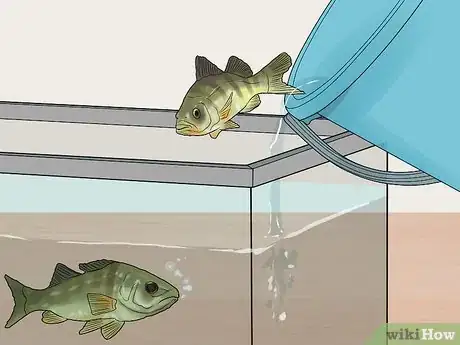 Image titled Keep Bass and Other American Gamefish in Your Home Aquarium Step 10