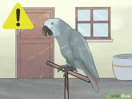 Image titled Know if an African Grey Parrot Is Right for You Step 7