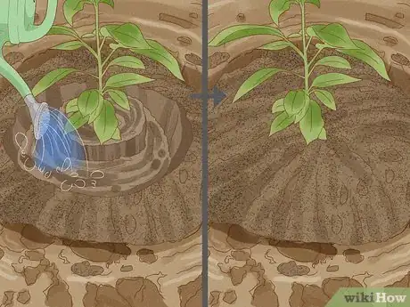 Image titled Plant Mahogany Trees Step 8