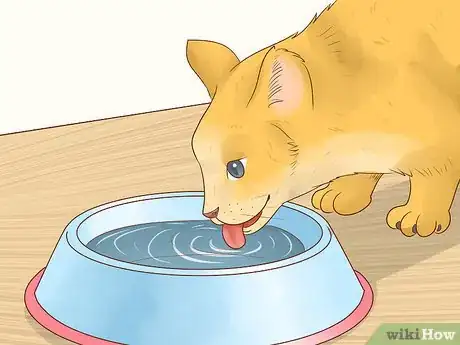 Image titled Feed a Feline Cancer Patient Step 6