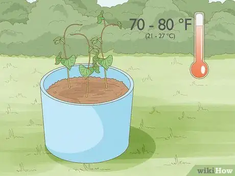 Image titled Grow Beans in Pots Step 15