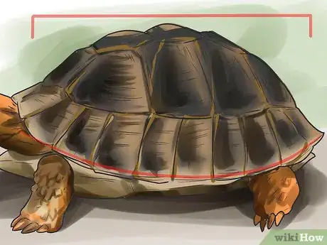 Image titled Sex Tortoises Step 7