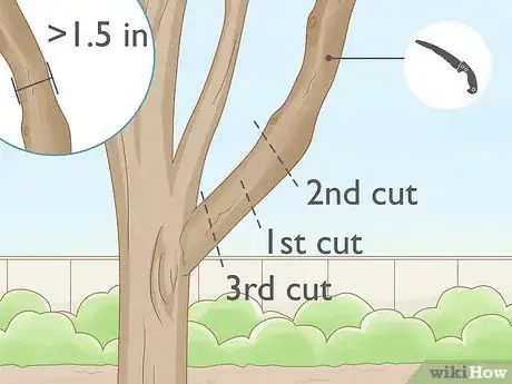 Image titled Prune a Satsuma Tree Step 8