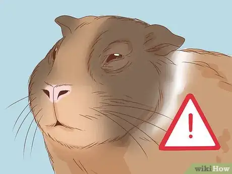 Image titled Help Your Guinea Pig Live a Long Life Step 10