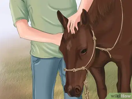 Image titled Get Your Horse to Trust and Respect You Step 12