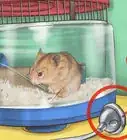 Create a Bond With Your Hamster