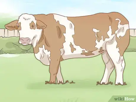 Image titled Identify Simmental Cattle Step 5