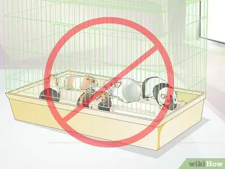 Image titled Treat Respiratory Problems in Guinea Pigs Step 13