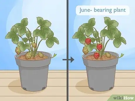 Image titled Grow Strawberries Step 2