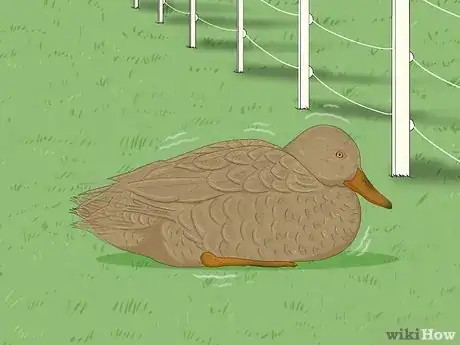 Image titled Why Do Ducks Wag Their Tails Step 6
