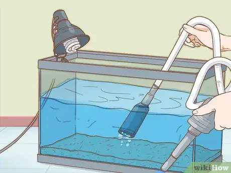 Image titled Care for Triops Step 5