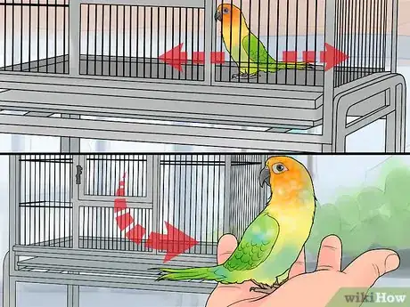 Image titled Interact with Your Conure Step 6