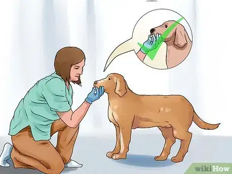 Image titled Rid Your Pet of Fleas Step 3
