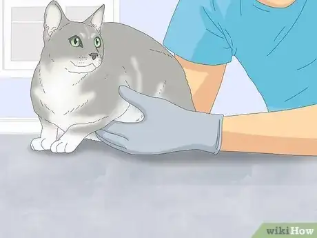Image titled Tell If a Cat Is Neutered Step 8