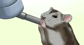 Exercise a Hamster