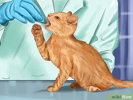 Image titled Diagnose and Treat Ruptured Eardrums in Cats Step 9