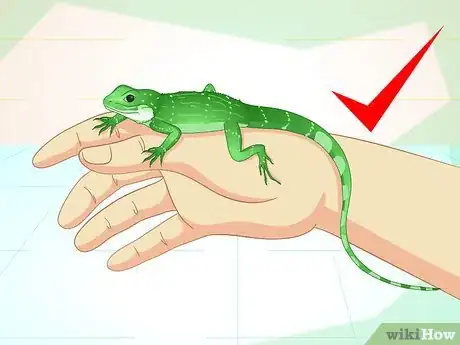 Image titled Take Care of a Chinese Water Dragon Step 1