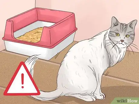 Image titled Get a Cat to Stop Meowing Step 17