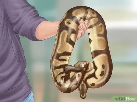 Image titled Care for Your Ball Python Step 2