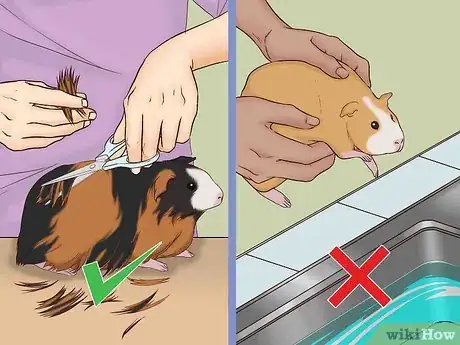 Image titled Care for a Pregnant Guinea Pig Step 10