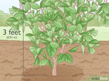 Image titled Know How Long It Takes for a Tree to Grow Step 7