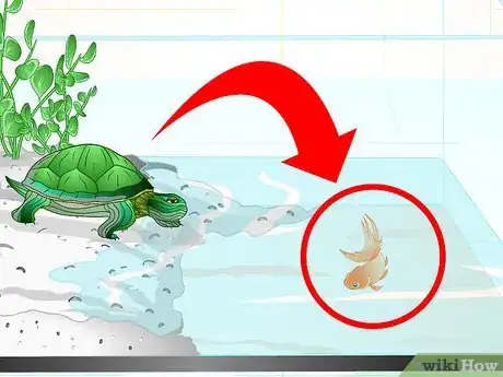 Image titled Put a Sucker Fish in a Tank With a Turtle Step 9