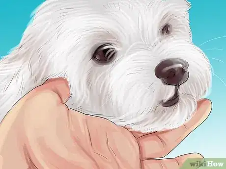 Image titled Identify a Show Worthy Maltese Step 3