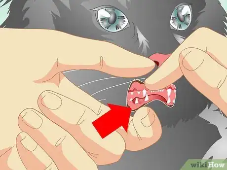 Image titled Care for Your Cat After Neutering or Spaying Step 16