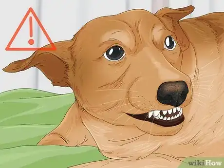 Image titled Tell if a Dog Is in Pain Step 7