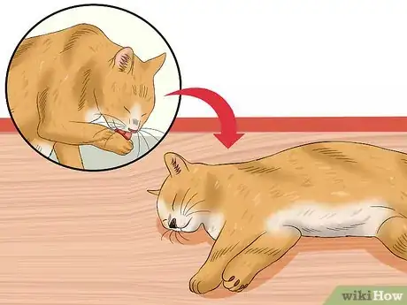 Image titled Diagnose Feline Panleukopenia (Distemper) Step 4