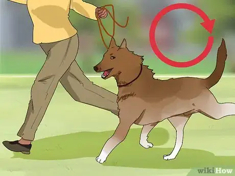 Image titled Improve Your Dog's Show Ring Gait Step 13