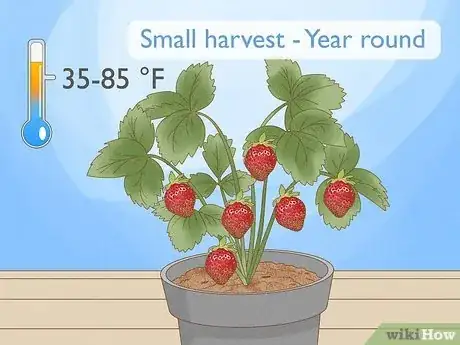 Image titled Grow Strawberries Step 4