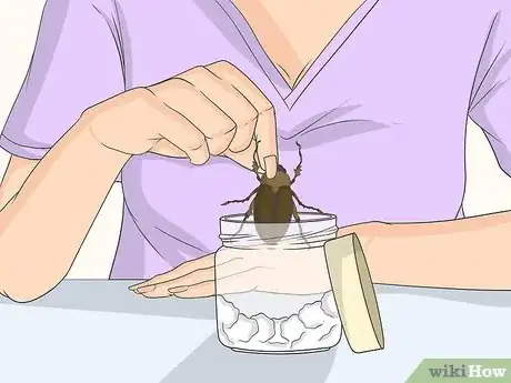 Image titled Prepare Insects for Pinning Step 2