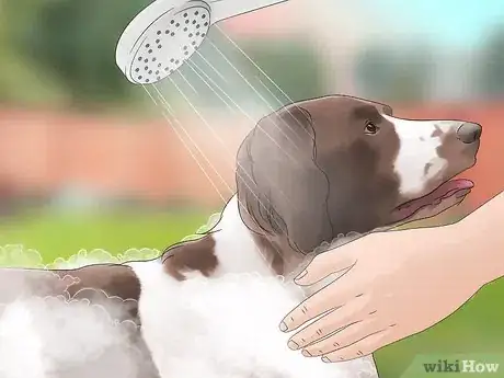 Image titled Keep Flies Off Dogs Step 1