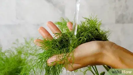 Image titled Keep Dill Fresh Step 1