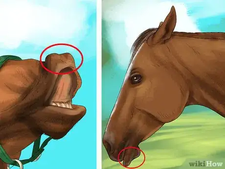 Image titled Understand Your Horse's Body Language Step 4