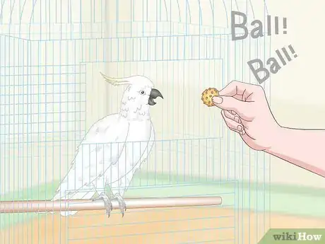Image titled Teach Parrots to Talk Step 12