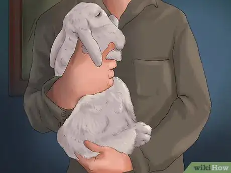 Image titled Get Your Bunny Used to You Step 10