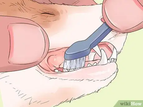 Image titled Clean a Ferret's Teeth Step 4