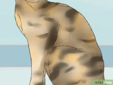 Image titled Identify a Tabby Cat Step 14
