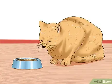 Image titled Diagnose Feline Panleukopenia (Distemper) Step 5