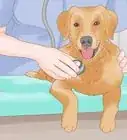 Stop a Dog from Licking Its Paws with Home Remedies