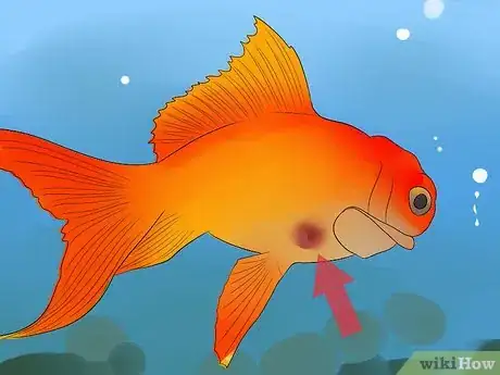 Image titled Cure Flukes in Goldfish Step 1