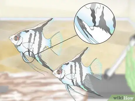 Image titled Breed Freshwater Angelfish Step 14