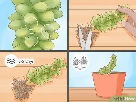 Image titled Care for Donkey Tail Step 15