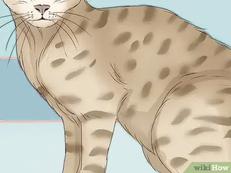 Image titled Identify a Tabby Cat Step 11