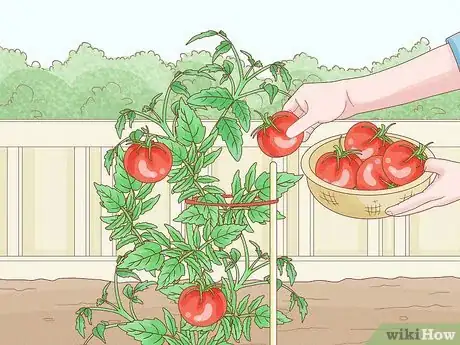 Image titled Grow Big Tomatoes Step 19