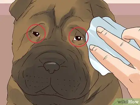 Image titled Groom a Chinese Shar Pei Step 13