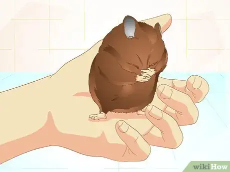 Image titled Care for Old Hamsters Step 14