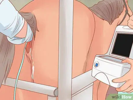 Image titled Check a Mare for Pregnancy Step 4